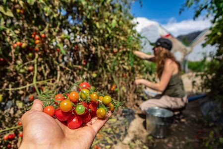 a cluster of ripe, ripening and unripe cherry tomatoes on hand in close up and selective focus view,...