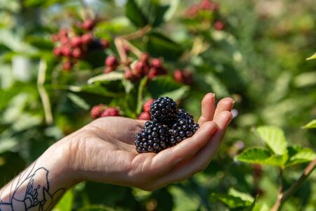 selective focus and close up shot of fresh organic black ripe blackberries fruits on hand against...