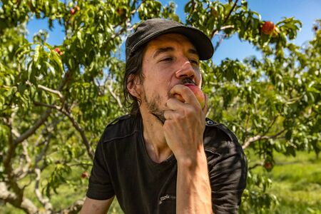 selective focus shot of a caucasian man eating a ripe and fresh nectarine peach with orchard trees...