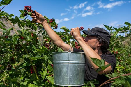caucasian farmer man holding a metal bucket as he picking fresh ripe blackberries fruits during harvesting, U or you pick organic farm conceptの写真素材