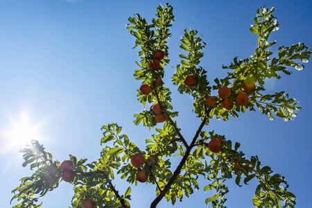 Peach tree branches full of fruits and green leaves in selective focus and low angle view. against...