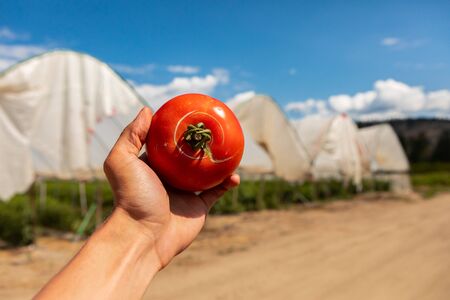 farmer hand showing tomato fruit with radial crack and circles around the top crack, selective focus and close up view with greenhouses backgroundの写真素材