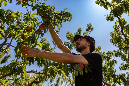 low angle and side view of a happy caucasian man picking nectarine peach variety fruits from the tree branches, under the sunlight in the blue skyの写真素材