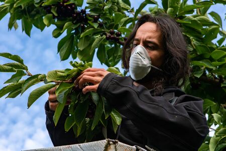 Professional gardener at cherry harvest in industrial orchard. Side view of young man picking...