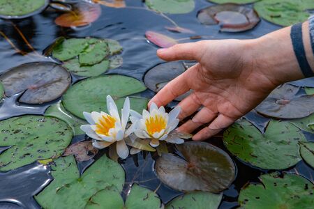 Closeup of man hand holding beautiful white lotus with yellow center floating with green leaves in lake of Northern Quebec in Canadaの写真素材