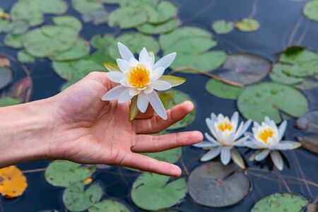 Closeup of human hand holding white waterlily against lake filled with lotus flower in Northern Quebec in Canadaの写真素材