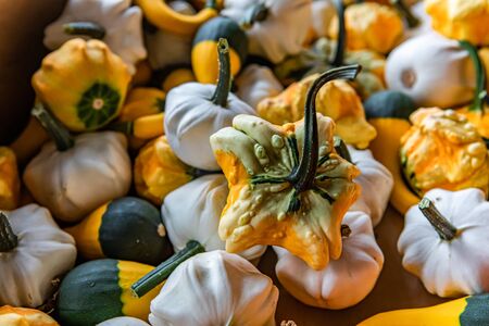 Close up of a small decorative pumpkins. Weird shapes, white and orange e and green peels, green...