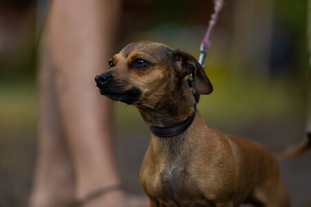A close up portrait of a small breed companion pet dog, tan brown short haired Chihuahua, tight leash on walk, with blurry legs of owner in backgroundの写真素材