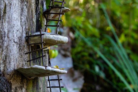 A close up macro shot of miniature handmade ladders resting on mushrooms climbing up a tree stump, whimsical fairy scene in a forest with copy spaceの写真素材