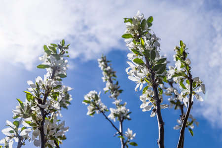 A snapshot of branches covered with an apple flowers, facing towards the sky covered with white...