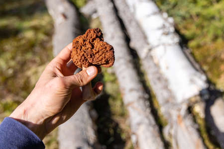 A zoomed in view of a mans hand holding a false morel, chocolate brown in color, found somewhere in the forest, during daylight, in the woods.の写真素材