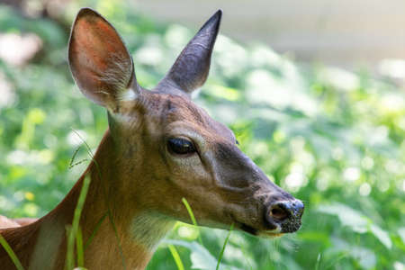 A zoomed in click of a deer face, standing in the forest, looking for the prey, he is listening the sounds of birds and animals through his long earsの写真素材