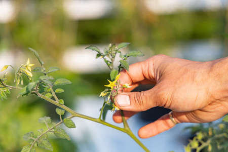 A zoomed in view of a hand holding a small yellow flower blooming on thin branch of the plant, in a home garden on a bright sunny dayの写真素材