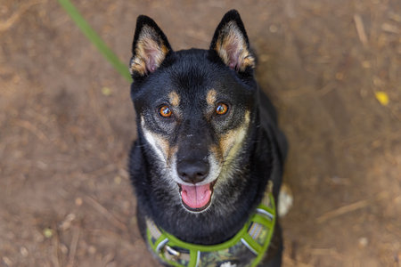 High angle portrait of a mature black and tan Shiba Inu dog, sitting in the park wearing a green leash and harness with copy space to both sides.の写真素材