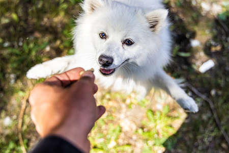 High angle first person view of dog owner giving white Shiba Inu pup a treat by hand. Pup begs standing on back paws. Selective focus with copy space.の写真素材