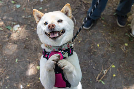 High angle view of a cream Shiba Inu dog, begging for a treat with paws in air during a walk in the park on a leash wearing a cute pink harness.の写真素材