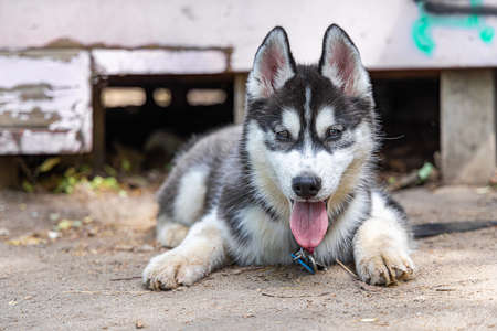 Ground level view of a young Husky dog lying outdoors on a leash. Medium breed Spitz puppy looking towards camera with copy space to left.の写真素材