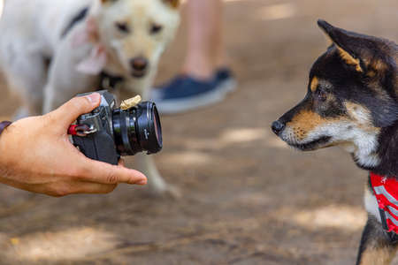 Side profile view as a photographer tries to get the attention of a Shiba Inu dog, using a treat on the camera lens to catch the perfect shot.の写真素材