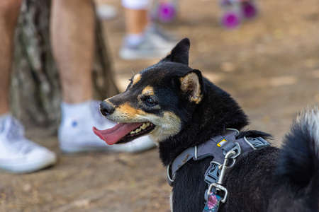 An older black and tan Shiba Inu dog, is seen from behind looking over shoulder on park with blurry people in background and copy space to left.の写真素材