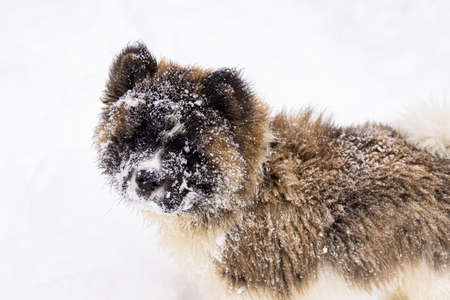Closeup high angle view of an adorable fluffy puppy. Akita Inu pure breed pup outdoors during winter on snow covered ground with snowflakes on head.の写真素材