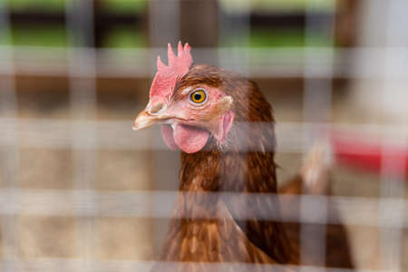 Closeup selective focus view of a single ISA Brown hen in a chicken coop, with blurry enclosure wire in foreground and copy space on left.の写真素材