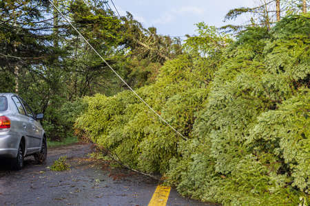 Devastation in a local community as mature pine trees are uprooted and knock down power lines and utilities. Power cuts and blocked roads in village.の写真素材