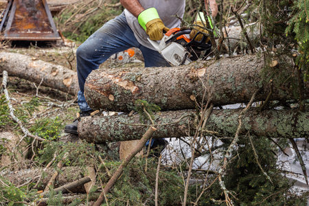 Closeup front view of a tree surgeon wearing protective gloves and blue jeans, using a chainsaw to...