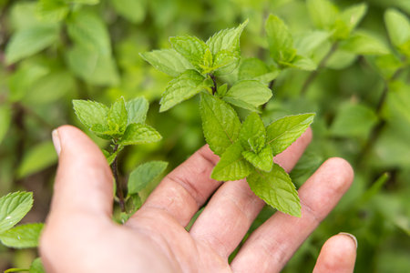 Gardener is holding a sprig of fresh green mint leaves in their hand, showcasing the plants vibrant growth. Selective focusの写真素材