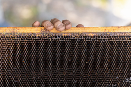 Beekeeper is holding a honeycomb frame showing the beehive structure and the honey inside. Selective...