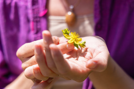 Close up of an herbalist holding a freshly picked st johns wort flower, showing the concept of herbal medicine and natural remedies. Selective focusの写真素材