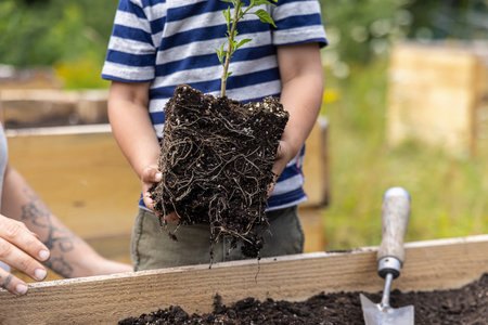 Young boy is carefully holding a tomato plant with its roots exposed, ready to be planted in a garden. Selective focusの写真素材
