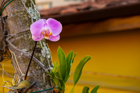 Pink orchidea on a palm tree, highlighted, with blurred background. Selective focus.の写真素材