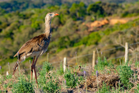 Siriema in a lavender field located in Cunha, State of SÃ£o Paulo.の写真素材