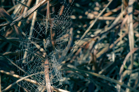 Geometrically patterned spiderweb with highlights of water droplets and a spider at the center. Blurred dry grass in the background. Selective focus.の写真素材