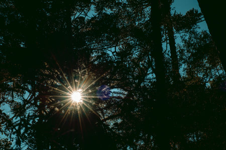 Sun rays forming a star shape, seen through the trees of a tropical forest, with a blue sky in the background.の写真素材