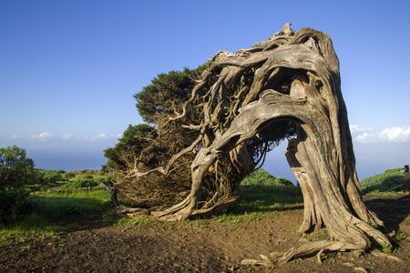 Old juniper tree in El Hierro, Spain