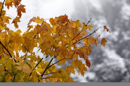 Autumn maple  leaves