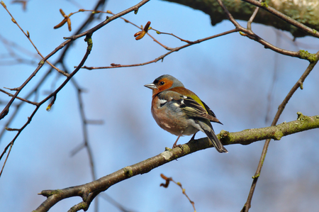 Colorful common chaffinch sitting on a branch. Blue blurred sky on the background. Beautiful sunny spring morning.の写真素材
