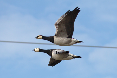 Two Canada gooses flying back from the southの写真素材
