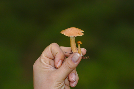 Holding two small tasty looking mushrooms in hand, trying to decide are those safe to eat or not. Hand and mushrooms isolated from dark green background.の写真素材