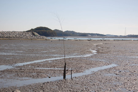 Mud flat in Korea west sea.の写真素材