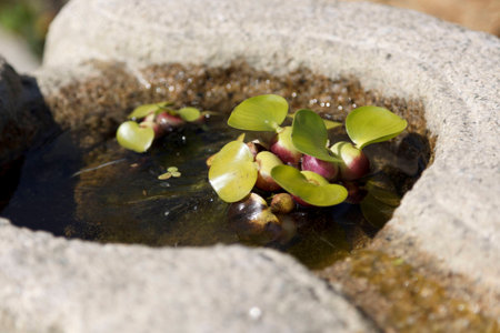water hyacinth at the park; Koreaの写真素材