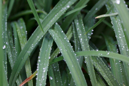 Leaves with dews at the park; Koreaの写真素材