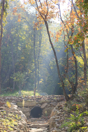 sunlight at the forest; Korea autumnの写真素材