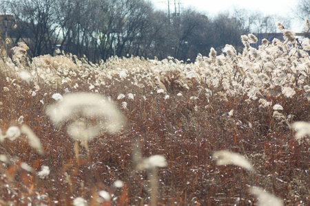 Reeds at the park: Korea winterの写真素材
