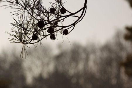 pine tree at the park; Koreaの写真素材