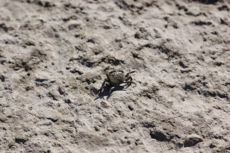 A crab at the seashore; Korea west sea; mud