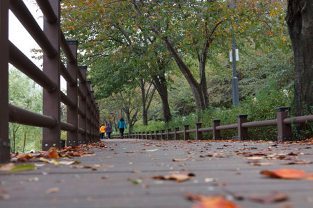 A path way in Korea park,の写真素材