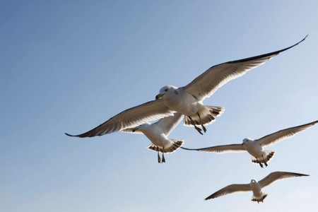 Flying seagulls in Korea west seashore, January 2016....