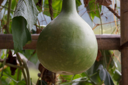 Gourd under the tree;の写真素材